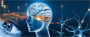 indir-1-300x125 Beynin Nasıl Öğrendiğini Keşfeden Araştırmalar